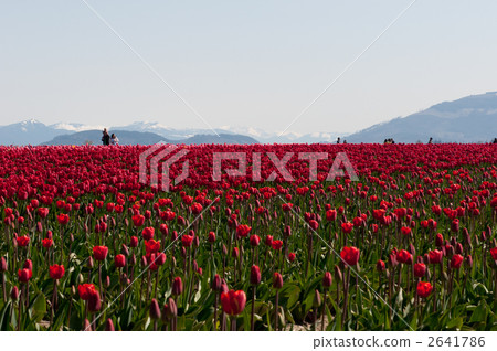 Tulip field in full bloom Skagit valley in Washington State Tulip field in full bloom Skagit valley in Washington State 2641786