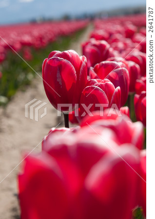 Tulip field in full bloom Skagit valley in Washington State Tulip field in full bloom Skagit valley in Washington State 2641787