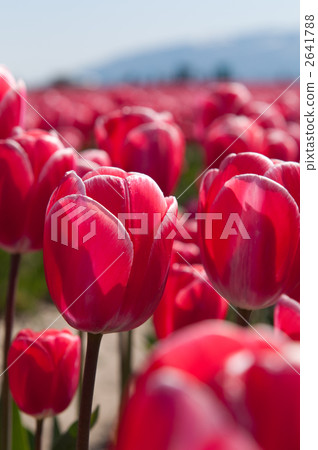 Tulip field in full bloom Skagit valley in Washington State Tulip field in full bloom Skagit valley in Washington State 2641788