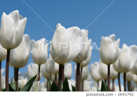 Tulips in full bloom Skagit valley in Washington State Tulips in full bloom Skagit valley in Washington State 2641791