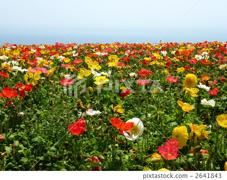 在4月下旬的淡路花 2641843