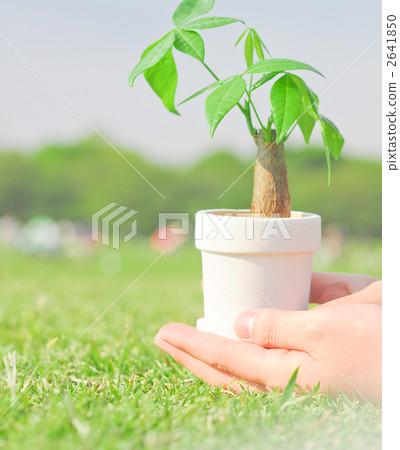 中美木棉屬 灌裝的 盆栽 2641850