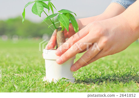種植 栽種 植栽 2641852