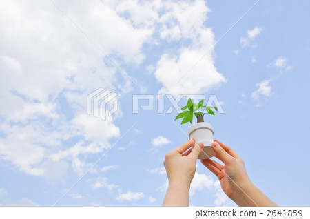 中美木棉屬 室內盆栽 觀葉植物 2641859