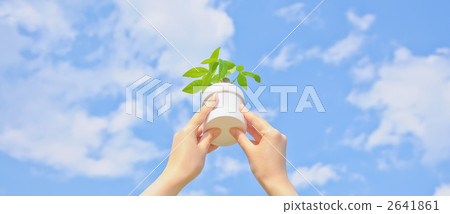 中美木棉屬 手 灌裝的 2641861