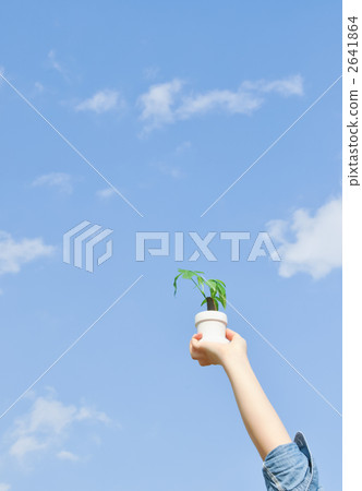 花盆 灌裝的 盆栽 2641864