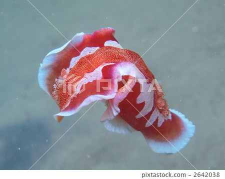 Mikado Umizushi 2642038