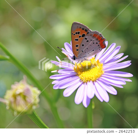 普通灰蝶 紅灰蝶 小灰蝶 2642253