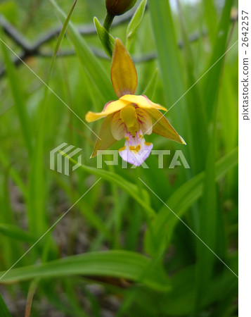 plant, vegetative, full bloom 2642257