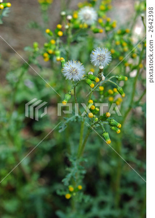 Wild grass · noborogiku (asteraceae) Wild grass · noborogiku (asteraceae) 2642398
