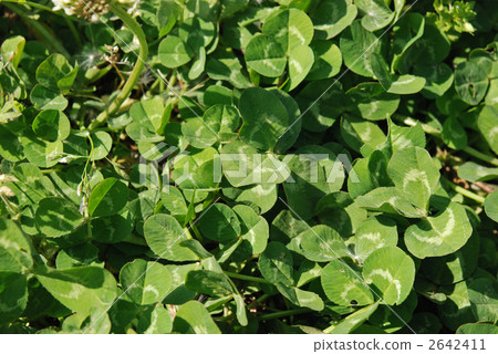 野草·白雲（豆科） 2642411