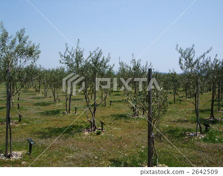 橄欖樹 晴朗 晴天 2642509