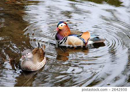 A pair of oshidori 2642930