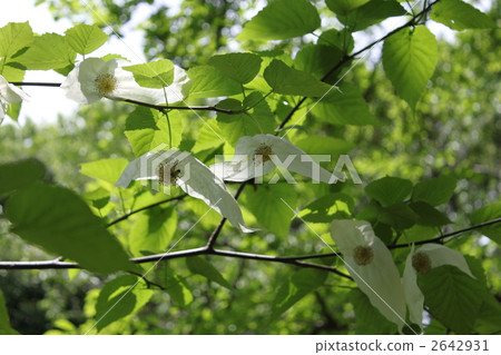 handkerchief tree, bloom, blossom 2642931