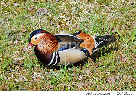 放鬆Oshidori 2642933