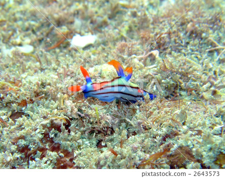 seto liu gu sea slug, sea slug, sea animals 2643573