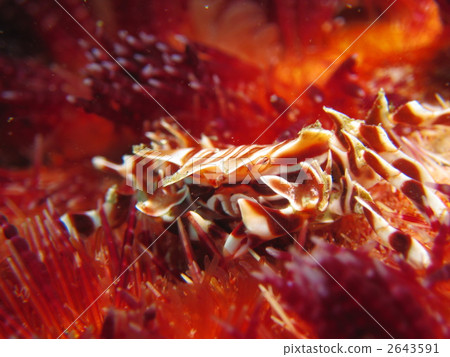 Zebra crab Zebra crab 2643591