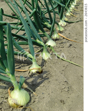 Onion farm 2643615