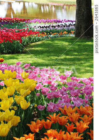 各種各樣的鬱金香在森林裡 2643865