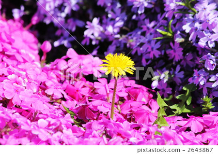 A dandelion standing in a flowered field of primrose 2643867