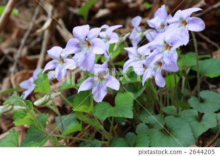 中提琴 中提琴 2644205