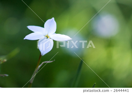 Nira Flower Nira Flower 2644441
