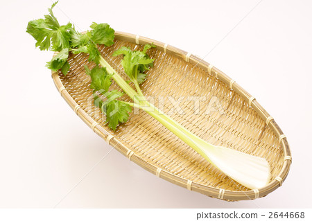 celery celery 2644668