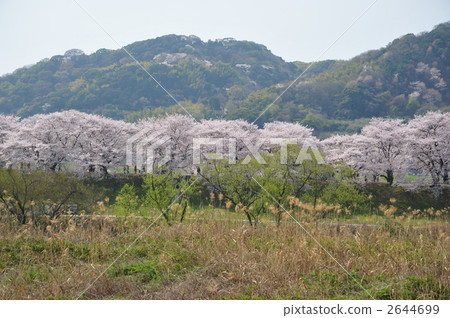 京都背包櫻花 2644699