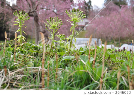 蜂斗菜 馬尾 春爛漫 2646053