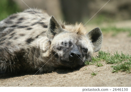 斑鬣狗 斑鬣狗 2646130