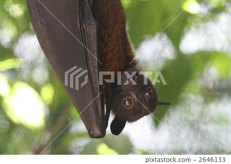 Indian flying bat 2646133