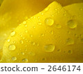 Water droplets 2646174