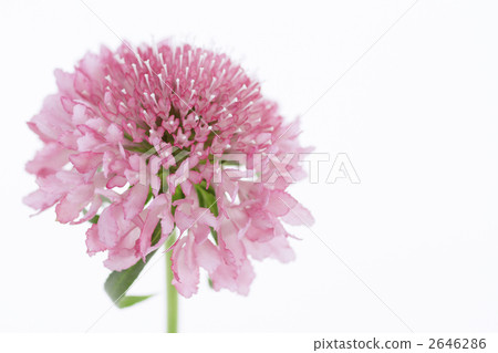 Scaviosa salmon pink floral up 2 Scaviosa salmon pink floral up 2 2646286