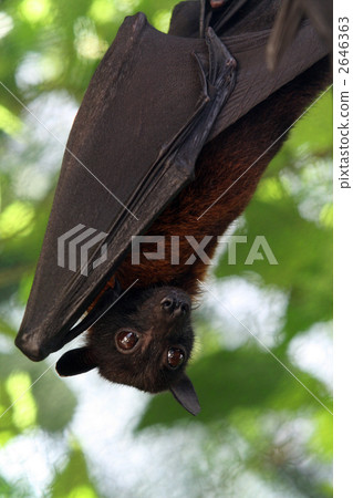 Indian flying bat 2646363
