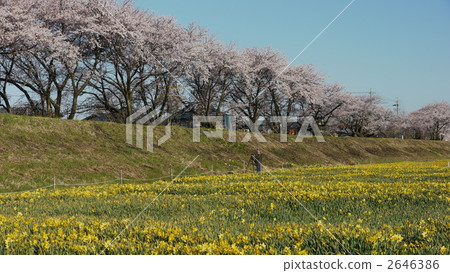 Cherry blossoms of dykes and daffodils Cherry blossoms of dykes and daffodils 2646386