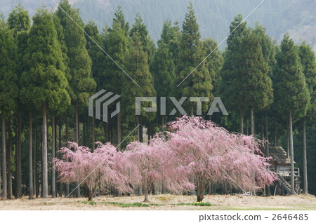 cherry blossom, cherry tree, weeping form 2646485