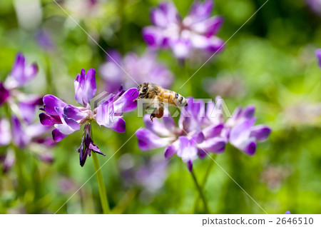 Astragalus and honeybee 2646510