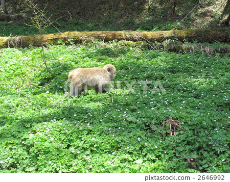Kamikochi's Ninrin Sou community Kamikochi's Ninrin Sou community 2646992