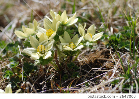 pulsatilla nipponica, bloom, blossom 2647003