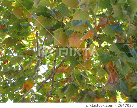 楓葉秋葉在美國 楓葉秋葉在美國 2647023