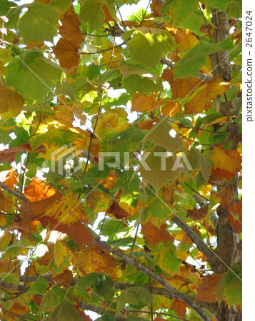楓葉秋葉在美國 楓葉秋葉在美國 2647024