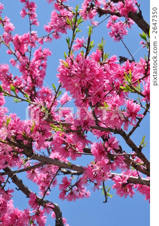 鮮花盛開 鮮花盛開 2647350