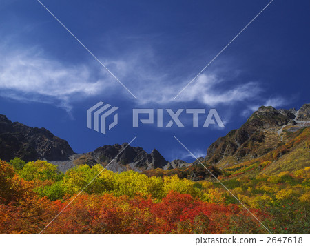 紅褐色的葉子 紅褐色的葉子 2647618