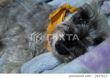 miniature schnauzer, gaze, stare at 2647622