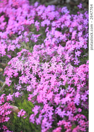 Moss phlox Moss phlox 2647764