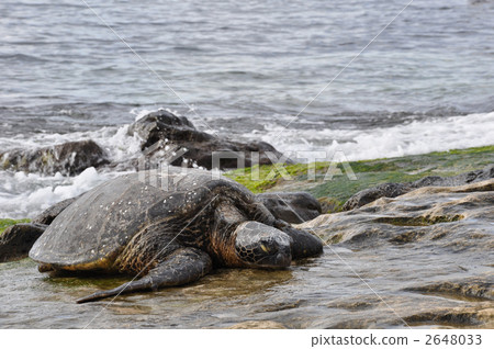 Sea turtle of Oahu North Shore 2648033
