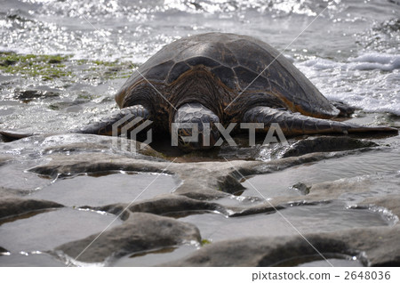 Sea turtle of Oahu North Shore 2648036