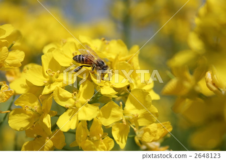 bee, hive bee, honeybee 2648123