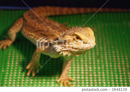 Hoop bearded lizard 2648139