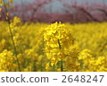 Rape blossoms blooming in peach bats (oilseed rape) 2648247